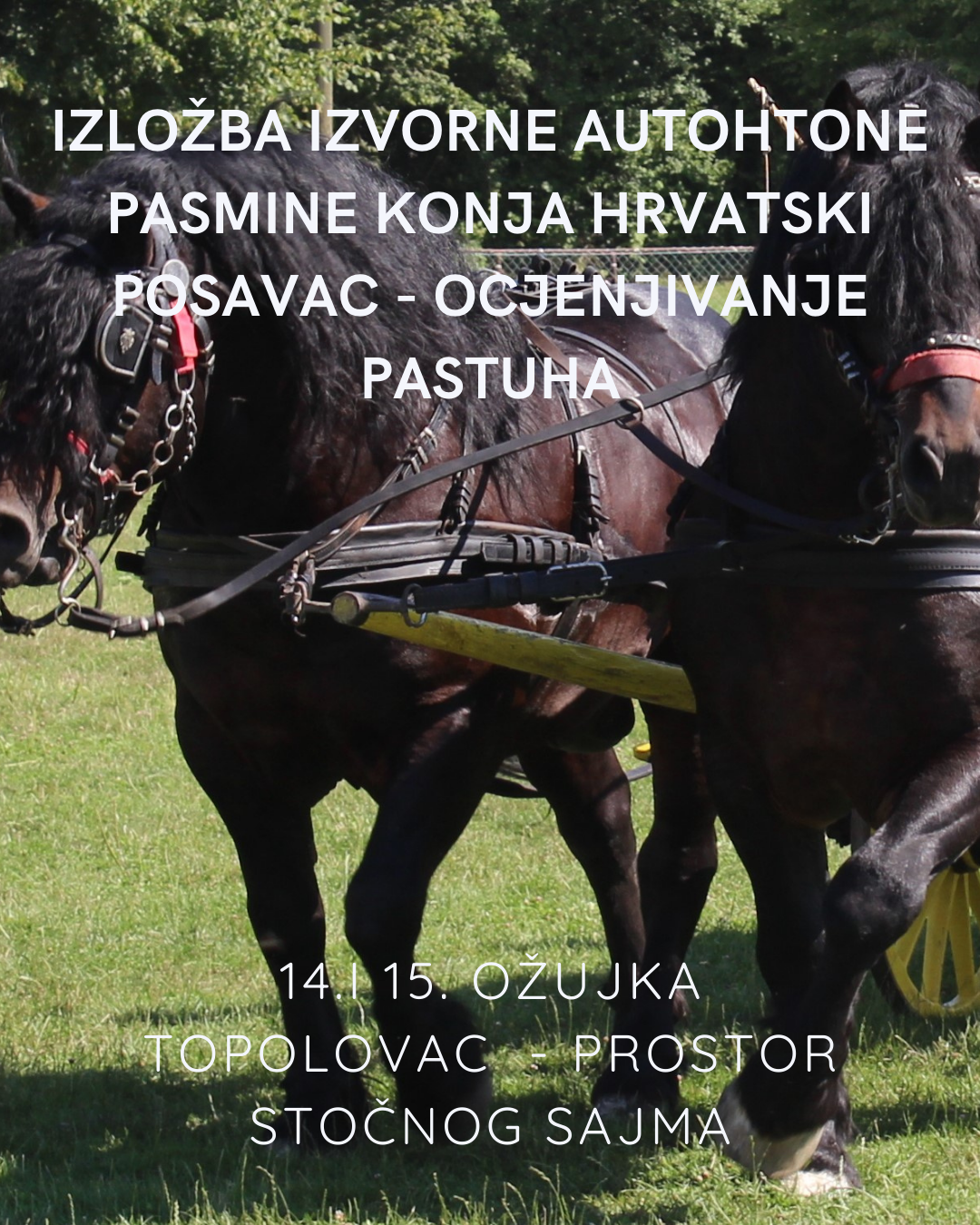 Izložba autohtone pasmine konja – HRVATSKI POSAVAC