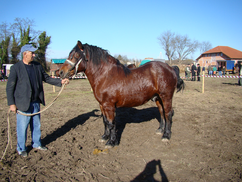 Prvi odabir pastuha 11.11.2011.