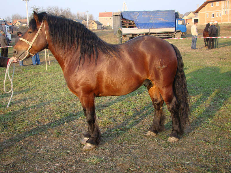 Rezultati Prvog odabira pastuha održanog 11.11.2011. u Martinskoj Vesi